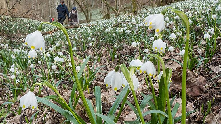 Märzenbecher im Ölgrund       -  (ong)   Nun geht der Winter hoffentlich in den Frühling über. Seit einiger Zeit blühen im feuchten Ölgrund, im Naturschutzgebiet unweit der Burgruine Homburg, die ersten Frühblüher. In dichten weißen Matten bedecken die Märzenbecher, botanisch Leucojum vernum, auch Frühlingsknotenblume genannt, die Hänge unter noch unbelaubten Bäumen. Sie ziehen Wanderer und Naturfreunde an. Schauen und fotografieren, aber stehen lassen, heißt es für die geschützte Blume. Die Pflanze, die bis in den April hinein blüht, fällt im braunen Laub sofort durch ihre weiße, glockenförmige Blüte ins Auge. Diese hängt &bdquo;nickend&ldquo; am Stängel und hat am Ansatz der Blütenblätter einen kleinen Knoten. Daher auch der Name Frühlings-Knotenblume. Die weißen Blüten mit den grünen Tupfen sind die ersten, die sich im Frühjahr sehen lassen.