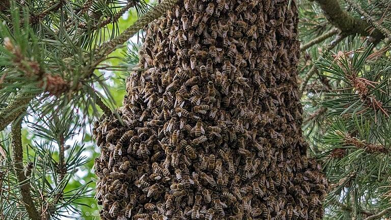 Bienenschwarm Bienenschwarm
