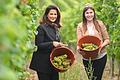 Bei der Weinlese im Herbst 2021: die Fränkische Weinkönigin Carolin Meyer (rechts) mit der bayerischen Landwirtschaftsministerin Michaela Kaniber.