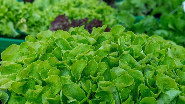 Kopfsalat und andere Salatsorten sind nicht so kälteempfindlich. Kopfsalat und andere Salatsorten sind nicht so kälteempfindlich.