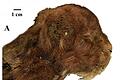 Säbelzahntiger-Jungtier in Sibirien entdeckt       -  Dieser kleine Säbelzahntiger lebte vor mehr als 30.000 Jahren. Da er im Permafrost lag, ist er gut erhalten.