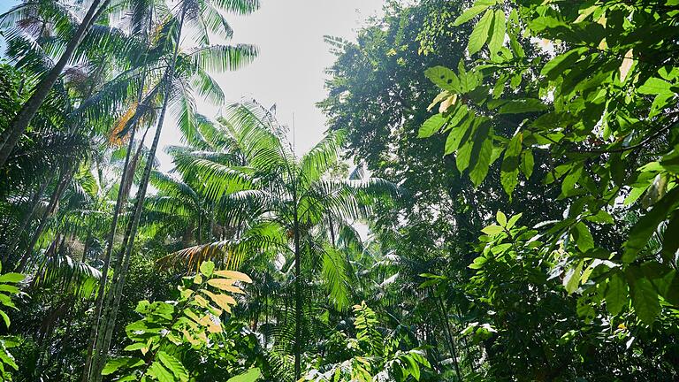 Regenwald in Brasilien.jpeg       -  Besonders stark ist weiterhin der Regenwald in Brasilien von Zerstörung betroffen.