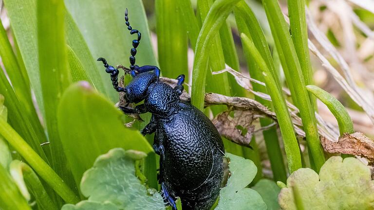 Ölkäfer.jpeg       -  Ein Schwarzblauer Ölkäfer (Meloe proscarabaeus) zählt zu den zehn giftigsten Tieren in Deutschland.