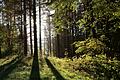 Wald.jpeg       -  Im Wald halten sich viele kleine Tiere auf.