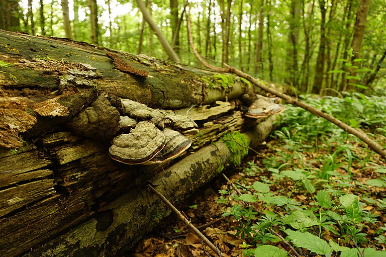 Totholz im Wald ist ein Lebensraum, wo sich neben zahlreichen weiteren Lebewesen auch Hirschkäfer wohl fühlen.