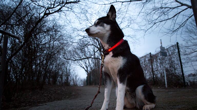 Sicherheitshalsband für Hunde       -  Ein leuchtendes Halsband kann dafür sorgen, dass man Hunde bei Dunkelheit besser sieht.