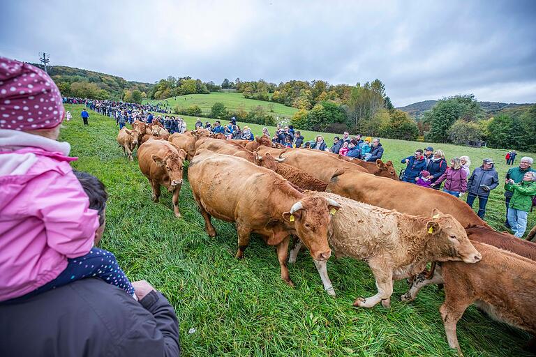 Mehr Menschen als Rinder beim Weideabtrieb in Ginolfs. Mehr Menschen als Rinder beim Weideabtrieb in Ginolfs.