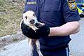 Fünf kleine Wildschweinbabys fand die Polizei Würzburg in den Weinbergen von Würzburg und brachte sie in die Wildtierauffangstation