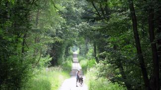 2FrankenRadweg       -  Zwischen Handthal (Kreis Schweinfurt) und Ebrach (Kreis Bamberg) geht es sanft bergab durch den Steigerwald. Es sind die wenigen Kilometer, auf denen der 2FrankenRadweg nicht asphaltiert, sondern geschottert ist.