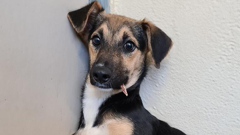 Hund Axel aus dem Würzburger Tierheim hofft auf ein neues Zuhause. Er ist an diesem Sonntag, 20. Februar, bei der Sendung 'Die Unvermittelbaren' mit Martin Rütter zu sehen.