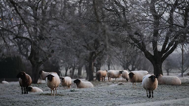 Der Winter kommt: Schafe stehen auf einer Wiese, die mit Raureif bedeckt ist.