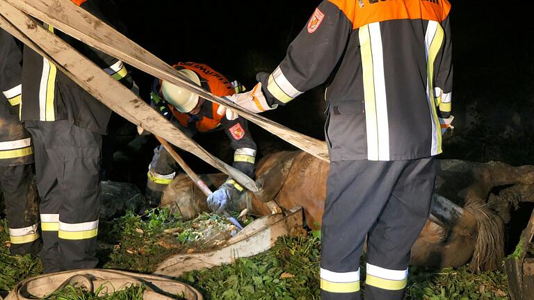 Die Einsatzkräfte ziehten 'Sissi' mit Feuerwehrschläuchen aus dem Morast. Vorher mussten sie allerdings noch ein Baumstumpf entfernen, der im Weg war. Die Einsatzkräfte ziehten 'Sissi' mit Feuerwehrschläuchen aus dem Morast. Vorher mussten sie allerdings noch ein Baumstumpf entfernen, der im Weg war. 