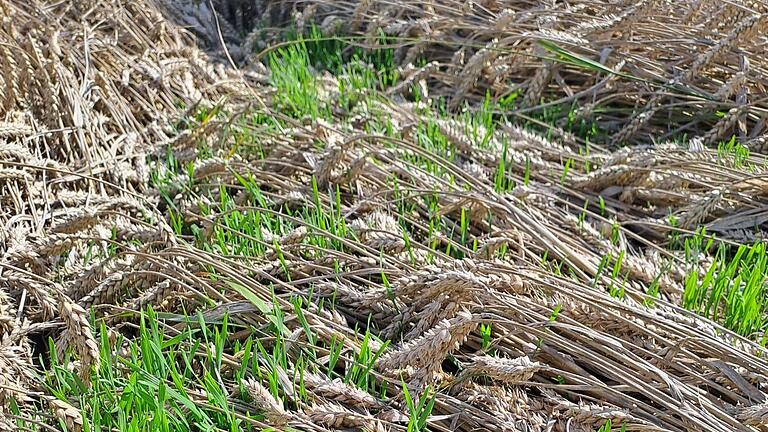 Die Aufnahme zeigt es: Die Ähren werden grün, weil die Weizenkörner nach dem vielen Regen zu keimen beginnen. Die Aufnahme zeigt es: Die Ähren werden grün, weil die Weizenkörner nach dem vielen Regen zu keimen beginnen.