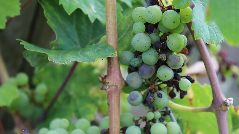 Erst werden die Beeren bläulich, dann vertrocknen sie und sterben ab. Eine vom falschen Mehltau befallene Riesling-Traube bei Veitshöchheim. Erst werden die Beeren bläulich, dann vertrocknen sie und sterben ab. Eine vom falschen Mehltau befallene Riesling-Traube bei Veitshöchheim. 
