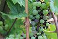 Erst werden die Beeren bläulich, dann vertrocknen sie und sterben ab. Eine vom falschen Mehltau befallene Riesling-Traube bei Veitshöchheim.&nbsp;