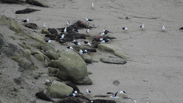 Vogelgrippe breitet sich unter See-Elefanten aus       -  See-Elefanten in Argentinien wurden von der Vogelgrippe besonders schwer getroffen. Hier sind tote Tiere an einem Strand zu sehen.