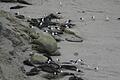 Vogelgrippe breitet sich unter See-Elefanten aus       -  See-Elefanten in Argentinien wurden von der Vogelgrippe besonders schwer getroffen. Hier sind tote Tiere an einem Strand zu sehen.