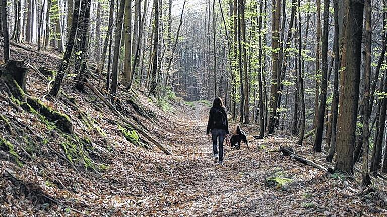 Auf alten Wegen: Durch herrlichen Buchenwald geht es nach Massenbuch.