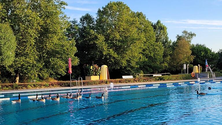 Beim ersten Besuch bevölkerten Kanadagänse das Becken im Freibad.