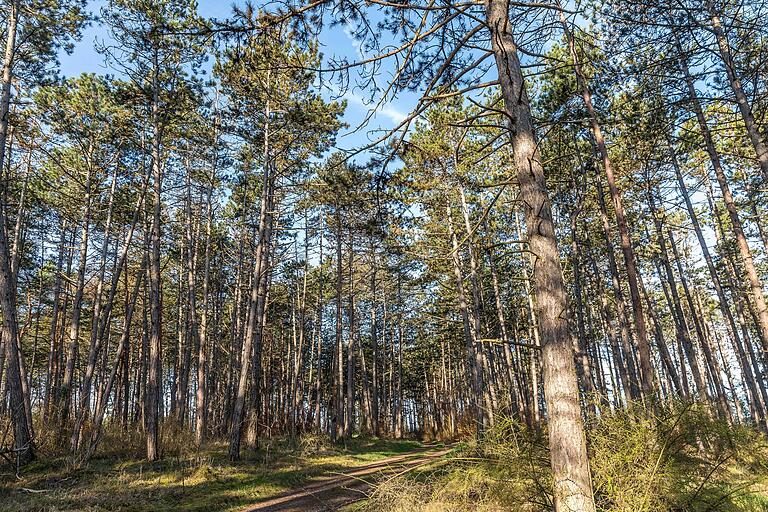 Im Wald bei Leinach unterwegs.