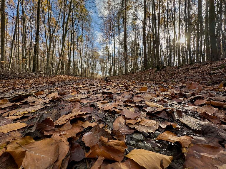 Lichter Wald, dichtes Laub: im Herbst durch die Natur im Landkreis Würzburg Lichter Wald, dichtes Laub: im Herbst durch die Natur im Landkreis Würzburg