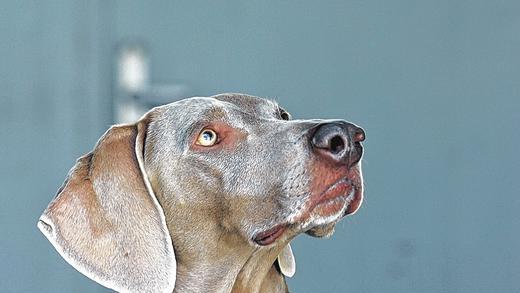 Wenn man die Wahrheit nur in den Augen ablesen könnte: Einer der beiden Weimeraner des Ehepaars Elisabeth Hope Lounsbach und Franz Hornung. Das Verfahren wegen fahrlässiger Körperverletzung durch einen angeblichen Hundebiss hat die Staatsanwaltschaft schon im Juni eingestellt. Mit dem gleichen Ergebnis endete nun auch die Gegenanzeige wegen Verleumdung.