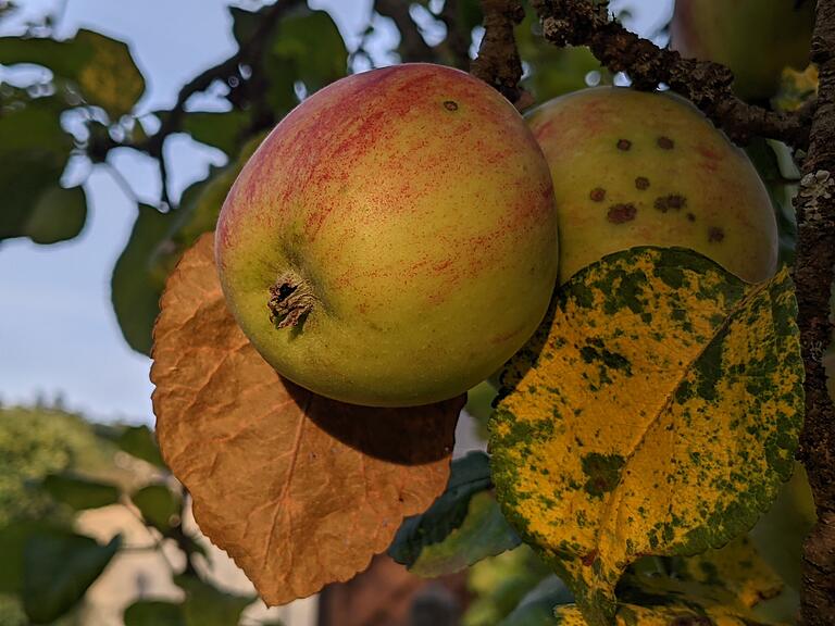 Es gibt nichts Herrlicheres, als einen Apfel direkt vom Baum zu naschen.