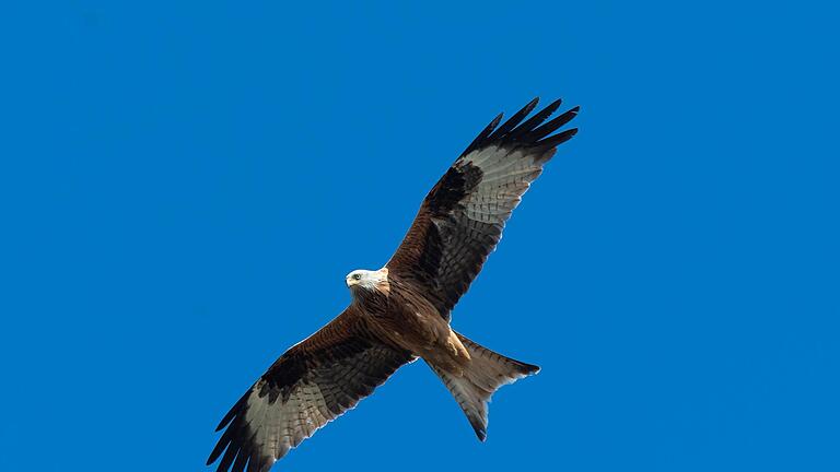 In den vergangenen Wochen gab es immer wieder Totfunde von Rotmilanen, dem Rhöner Charaktervogel. Gutachten haben jetzt ergeben, dass Gift im Spiel war. Die Substanz birgt auch Gefahren für den Menschen. Symbolbild: Foto: Soeren Stache/dpa-Zentralbild/dpa       -  In den vergangenen Wochen gab es immer wieder Totfunde von Rotmilanen, dem Rhöner Charaktervogel. Gutachten haben jetzt ergeben, dass Gift im Spiel war. Die Substanz birgt auch Gefahren für den Menschen. Symbolbild: Foto: Soeren Stache/dpa-Zentralbild/dpa