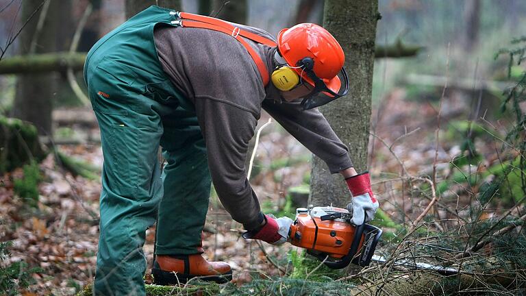 Naturfrevel oder Waldumbau:&nbsp; In einem derzeit laufenden Verwaltungsverfahren soll geklärt werden, inwiefern die Bewirtschaftung in Teilen des Privatwalds im Fürstlich Löwenstein'schen Park im Einklang mit den Erhaltungszielen des Vogelschutzgebietes erfolgt. (Symbolbild)