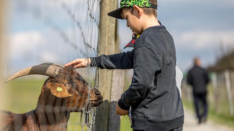 Im Tierpark in Sommerhausen können Familien zahlreiche Tiere streicheln und füttern.