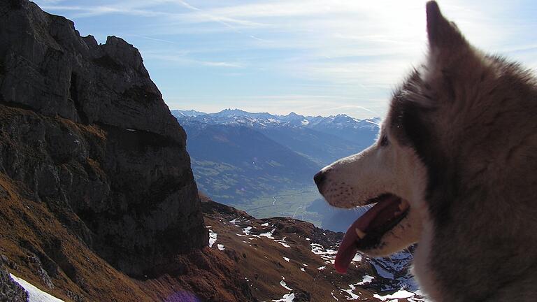 Ihr Tod löst eine Debatte über das Bayerische Jagdgesetz aus: Dürfen Jägerinnen und Jäger auf Hunde - wie in Knetzgau auf die achtjährige Mara?