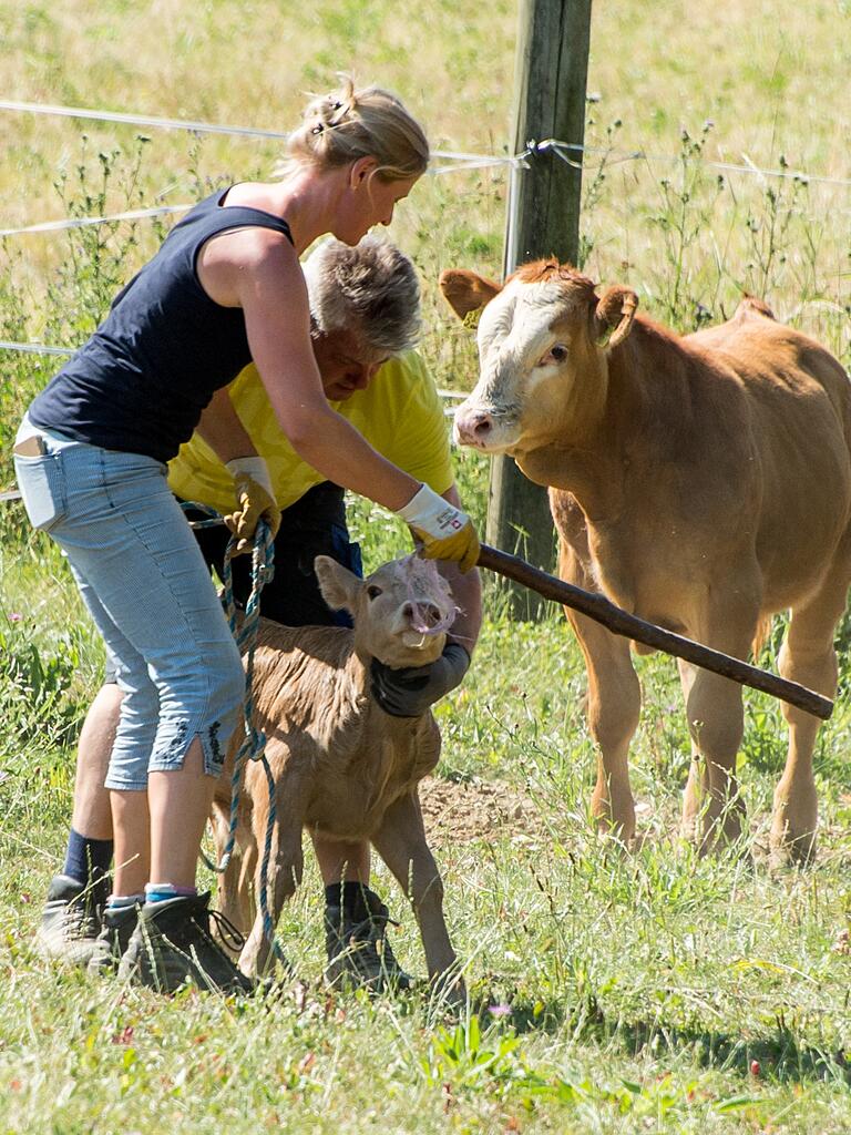 Sorry, aber das muss sein. Susanne und Michael Reck knipsen Simba seine Ohrmarke ins Hörorgan. Sorry, aber das muss sein. Susanne und Michael Reck knipsen Simba seine Ohrmarke ins Hörorgan.