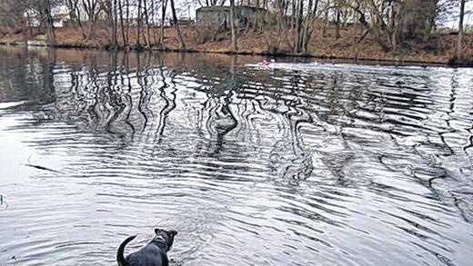Dreikönigsschwimmen: Mit der Eisweste ins eiskalte Nass