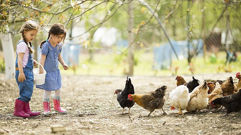 Two little girl feeding chickens       -  Sich um Tiere und Pflanzen kümmern, Gemüse anbauen und ernten: Im Bauernhofkindergarten lernen Kinder das tägliche Geschehen auf dem Bauernhof kennen und können selbst daran teilhaben.