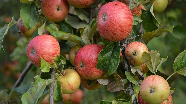 Frische Äpfel direkt vom Baum sind ein Hochgenuss.&nbsp;