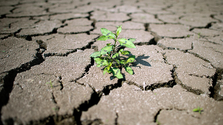 Klimaschutz soll in die Bayerische Verfassung       -  Laut Grünen-Politiker Patrick Friedl ist Unterfranken „der Hotspot der Trockenheits- und Hitzeprobleme in Bayern“.