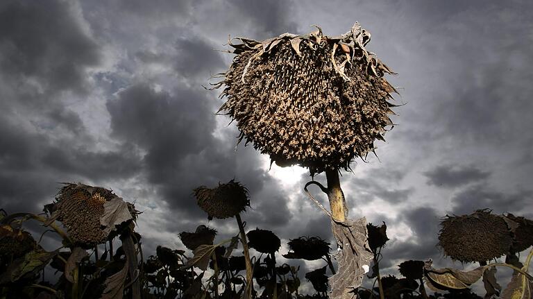 Wegen der feuchten Witterung der letzten Wochen sind die erntereifen Sonnenblumen teilweise vom Grauschimmel befallen.