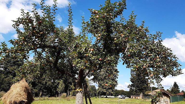 Gelbe Bänder markieren in Marktheidenfeld ab sofort wieder Bäume, von denen das reife Obst geerntet werden darf.