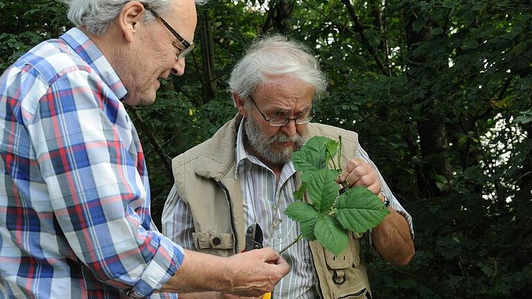 Brombeerforscher unter sich: Welche Art ist das?  FOTO Alois Wohlfahrt