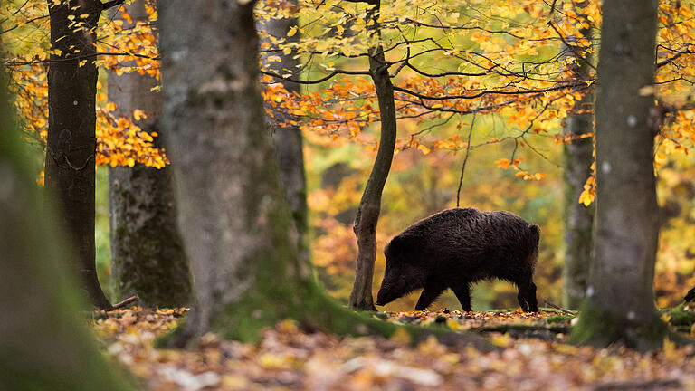 So viele Wildschweine wie nie wurden in der vergangenen Jagdsaison in Bayern geschossen - auch die Stadt Würzburg hat einen Platz auf der Hitliste. Foto: Lino Mirgeler/dpa So viele Wildschweine wie nie wurden in der vergangenen Jagdsaison in Bayern geschossen - auch die Stadt Würzburg hat einen Platz auf der Hitliste. Foto: Lino Mirgeler/dpa
