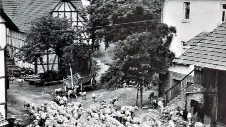 Das Foto zeigt den 88-jährigen Auraer Schäfer Christoph Sachs (Hausname Alt-Rösch), wie er vom Ort kommend mit seiner Herde und dem Hund durch die Kirtelstraße zieht. Interessant auch die alte Ortskirche 'St. Erasmus' im Hintergrund. Das Foto zeigt den 88-jährigen Auraer Schäfer Christoph Sachs (Hausname Alt-Rösch), wie er vom Ort kommend mit seiner Herde und dem Hund durch die Kirtelstraße zieht. Interessant auch die alte Ortskirche 'St. Erasmus' im Hintergrund.