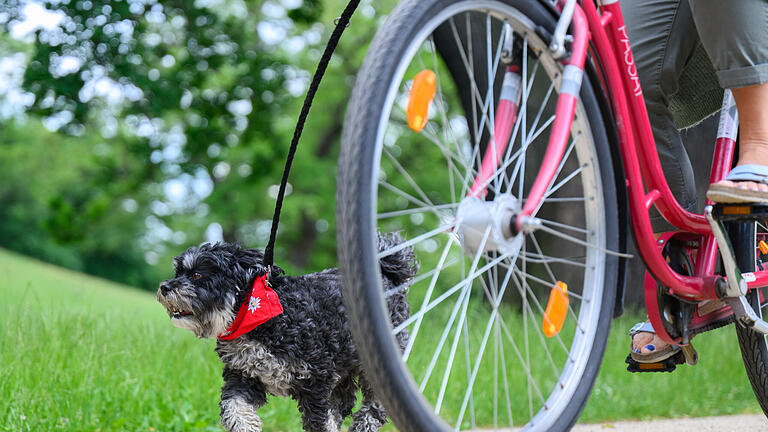 Gassi per Rad.jpeg       -  Erlaubt: Der Hund darf vom Fahrrad aus geführt werden. Besser noch wäre aber eine Halterung für die Leine.