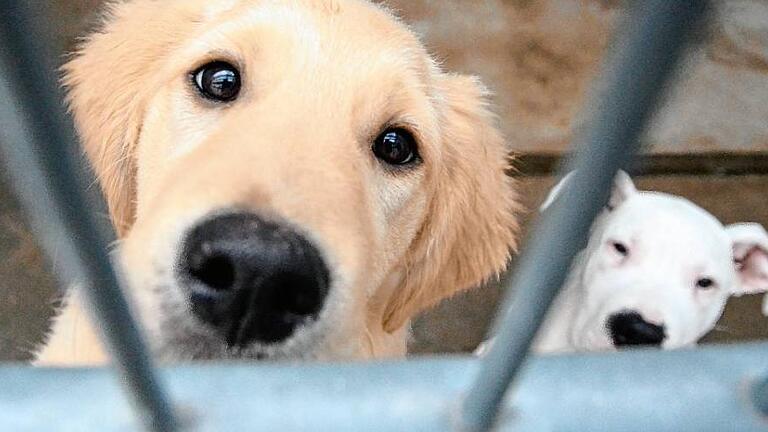 Illegaler Tiertransport       -  Müssen abwarten: Zwei der Welpen aus einem illegalen Tiertransport im Tierheim in Schwebheim.