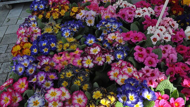 Diese Frühlingsblumen waren ein optischer Blickfang.