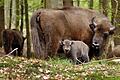 Wisentherde       -  Die einzige wilde Wisentherde in Deutschland lebt im nordrhein-westfälischen Rothaargebirge.