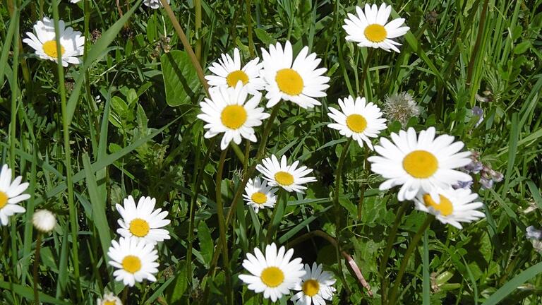 Geschmackvolle weiße Sterne des Sommers - die Margeriten. Als typische Wiesenblumen blühen sie zwischen Mai und September. Ihre großen, weiß-gelben Blüten sind schon vom Weiten zu erkennen.