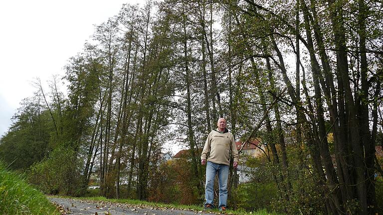 Eine imposante Höhe haben die Pappeln am Schwabbach in Arnstein erreicht. Anwohner fürchteten möglichen Windbruch, doch die Stadt gibt nach Überprüfung Entwarnung.