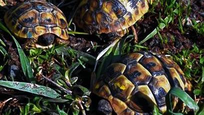Suchen ein neues Zuhause: Die wuseligen Babyschildkröten