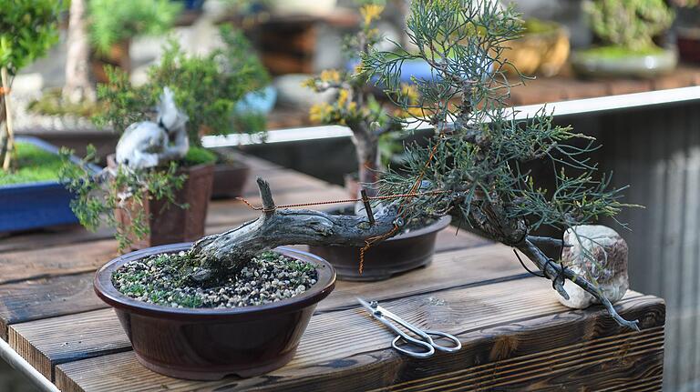 Das japanische Wort 'bonsai' bedeutet 'Anpflanzung in der Schale'.&nbsp;