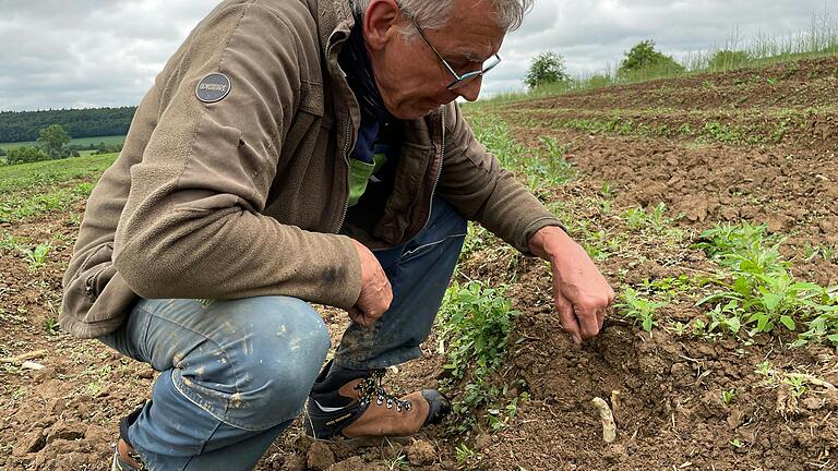 Bio-Landwirt Reinhard Nätscher erntet seit 2023&nbsp; grünen und weißen Spargel auf seinem Feld in Urspringen. Verkauft wird per Selbstbedienung ab Hof.